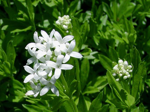 sweet-woodruff