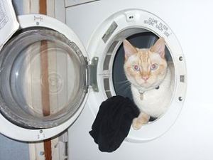 320px-Polo_in_tumble_dryer