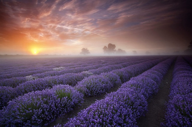 Description:
                                                    Lavender-Fields-France