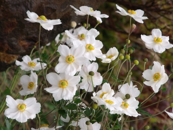 Anemones